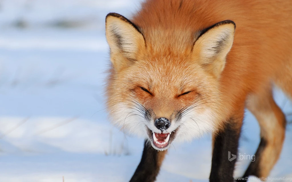 R/foxes/ Bing Wallpapers Of The Day   Imgur