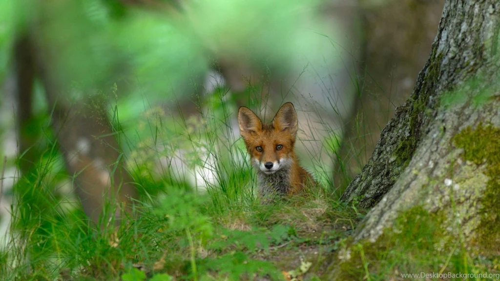 Bing's Picture Of The Day : Foxes