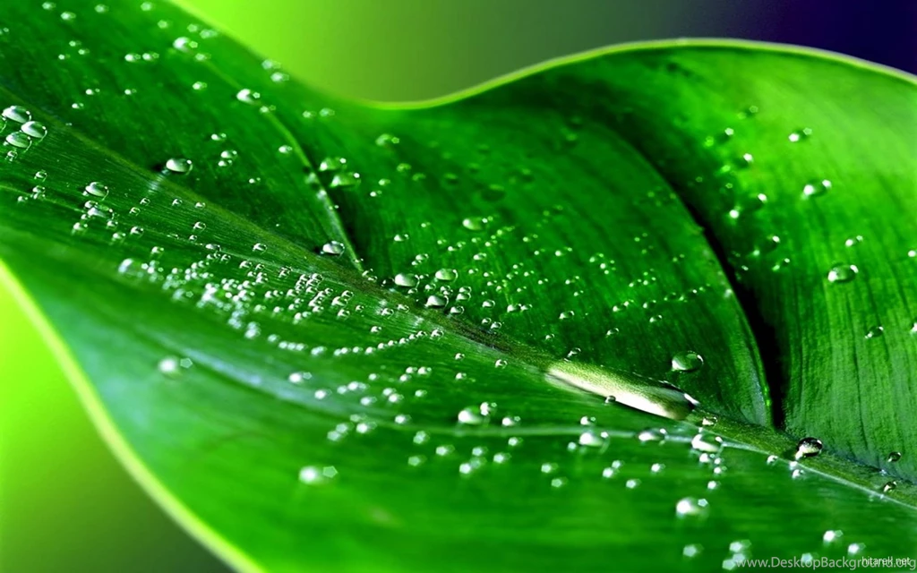 Wallpapers Ace Of Spades Green Color 1280x800