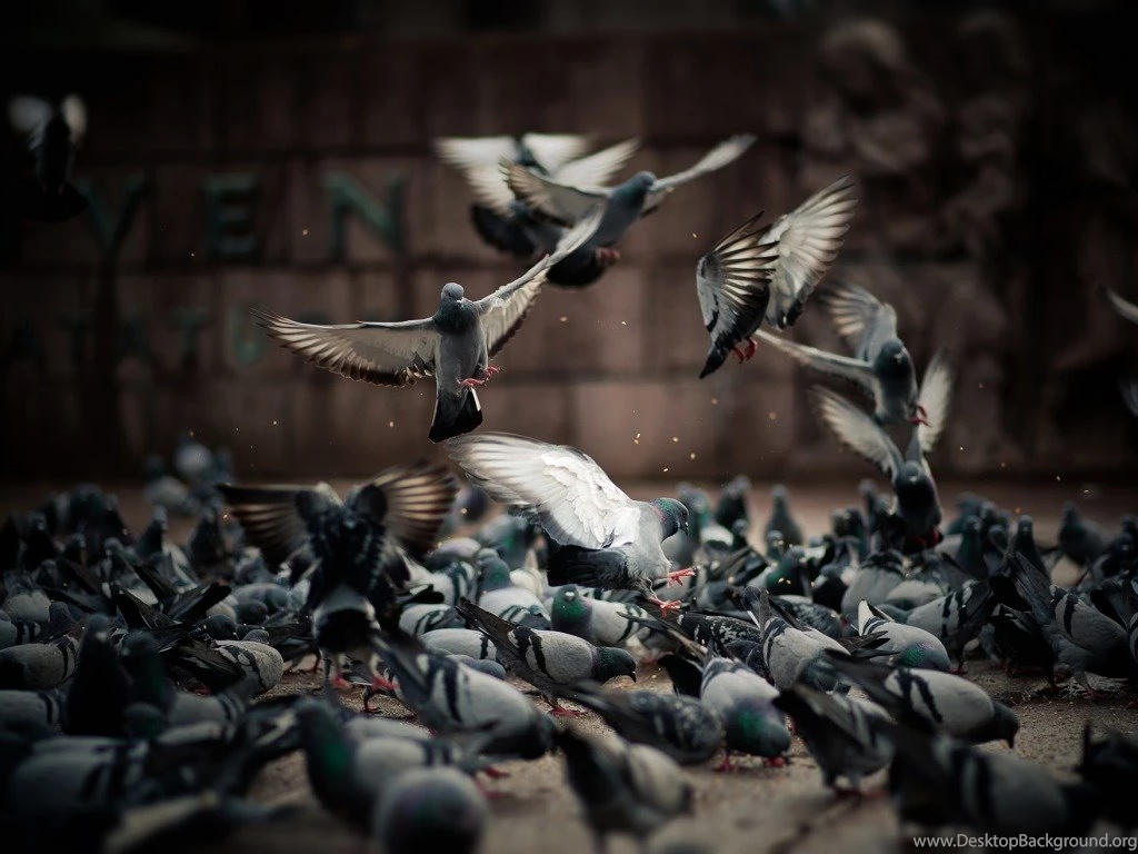 Pigeon Wallpapers Free Download