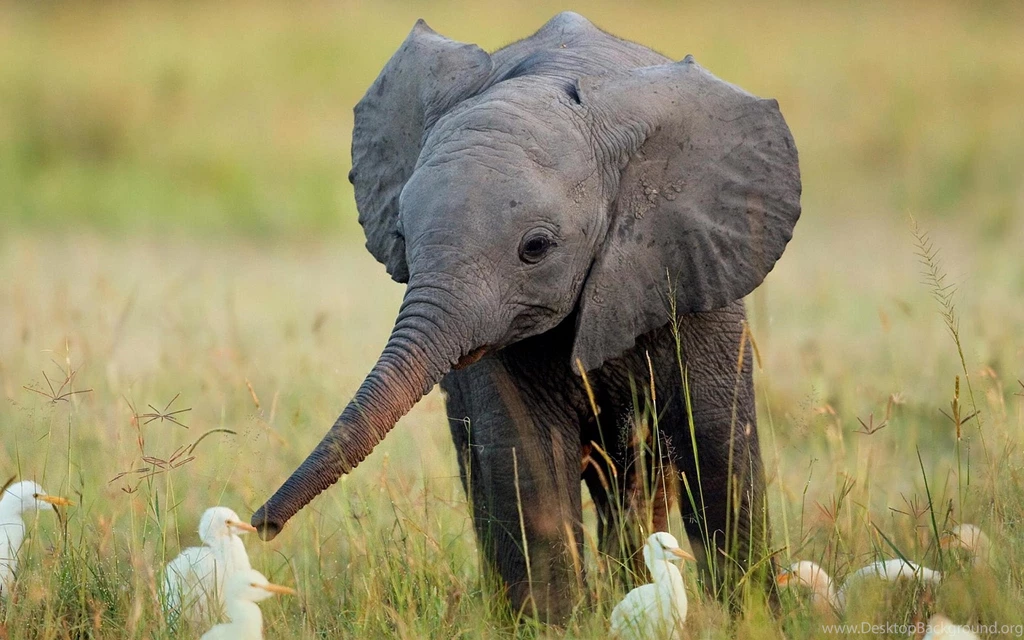 Baby Elephant Wallpapers Wallpaper.