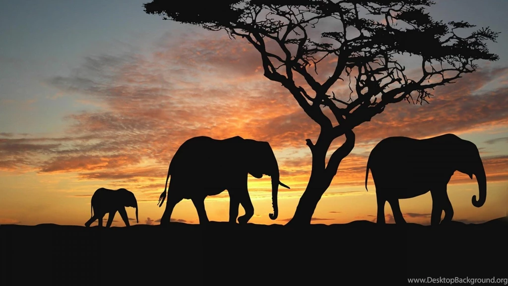 Elephant Baby Elephant Africa Savanna Hd Wallpapers Zoomwalls