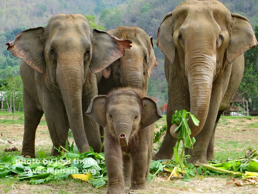Elephant Pictures