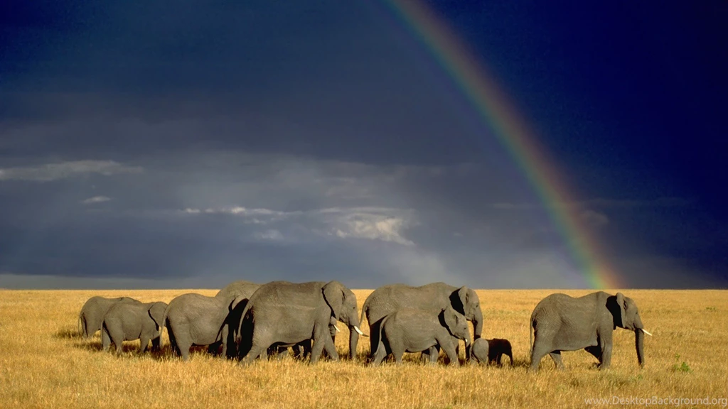 Cute Baby Elephant HD Wallpapers