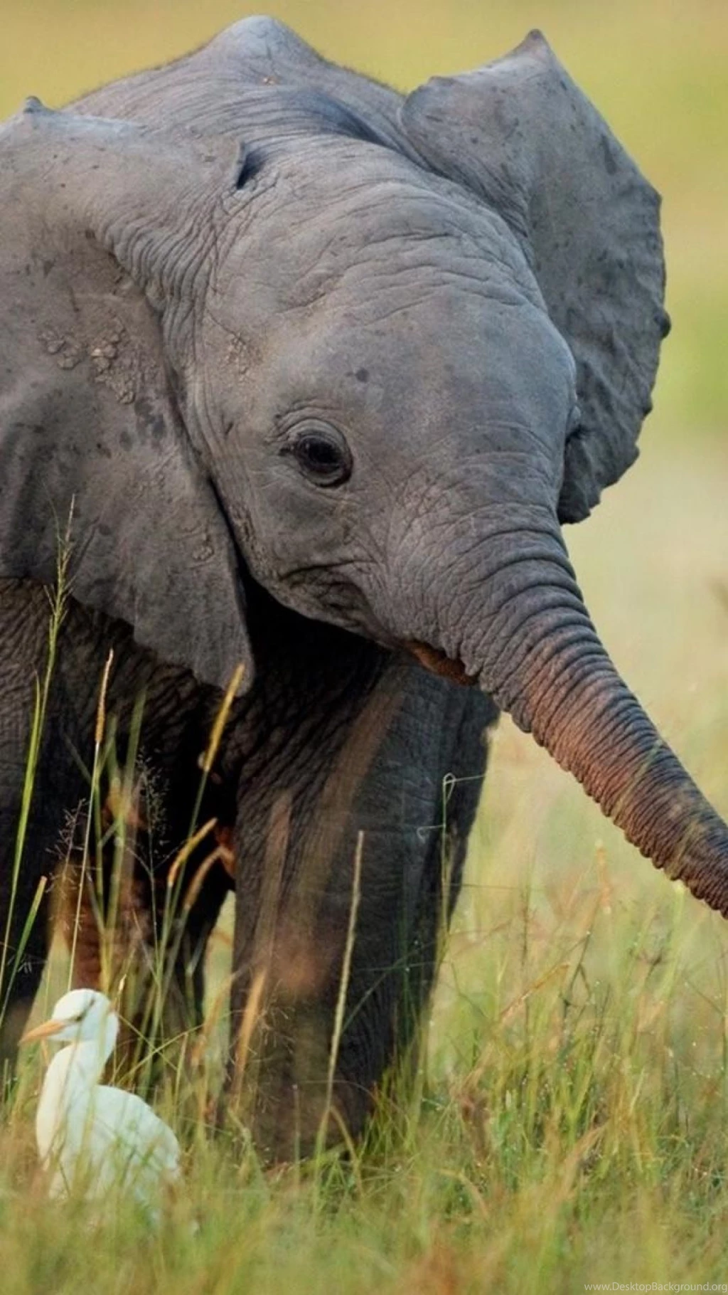 Cute Baby Elephant S4 Wallpapers
