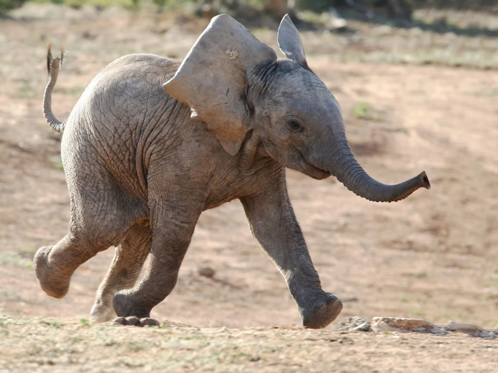 Baby Elephant Running Wallpapers