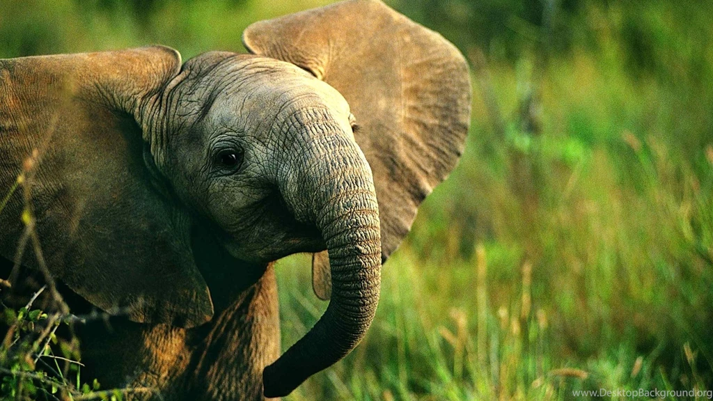 Animal Baby Wallpapers – Free Full Hd Wallpapers For 1080p Desktop ...