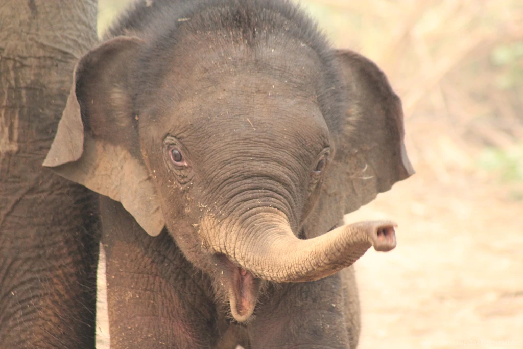 Baby Elephants Wallpapers For Android For Desktop Backgrounds ...