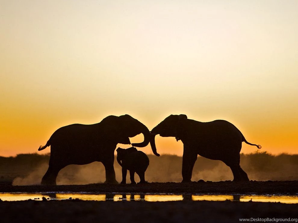 Elephant Picture – Animal Wallpapers   National Geographic Photo Of ...