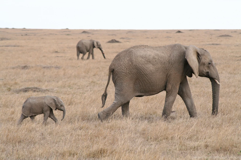 Walk Baby Elephant And Mother Wallpapers