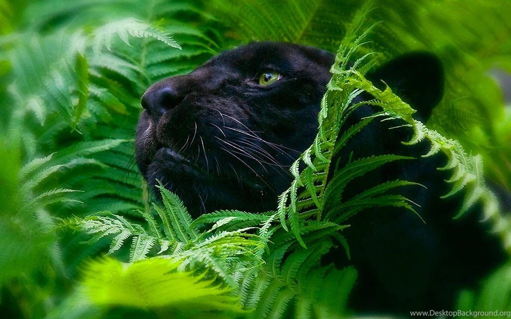 Black Panther Wallpapers HD