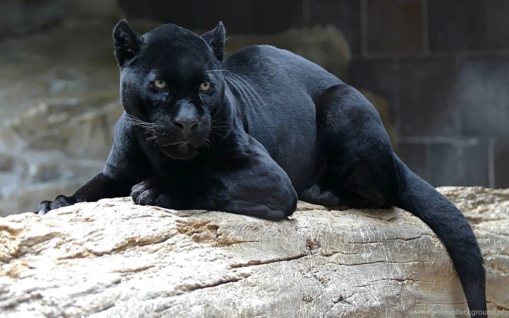 23+ Best HD Black Panther Wallpapers