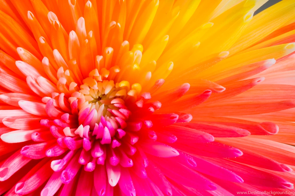 Tropical Flowers