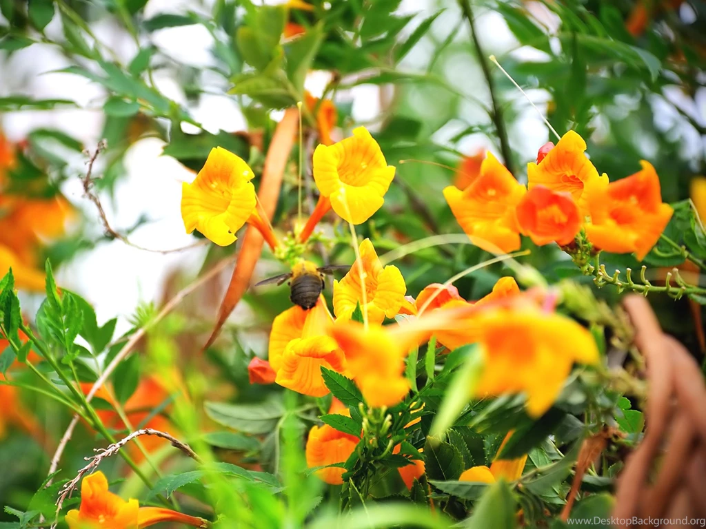 Tropical Flowers Wallpapers