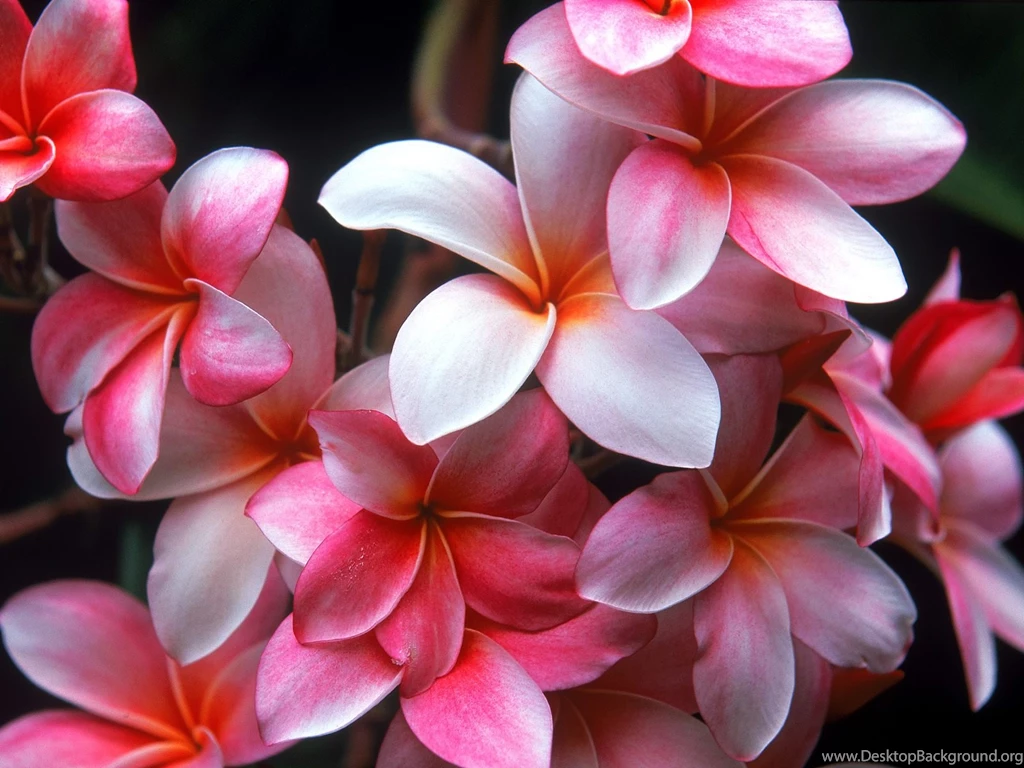 Tropical Flower Wallpapers Widescreen HD Wallpapers