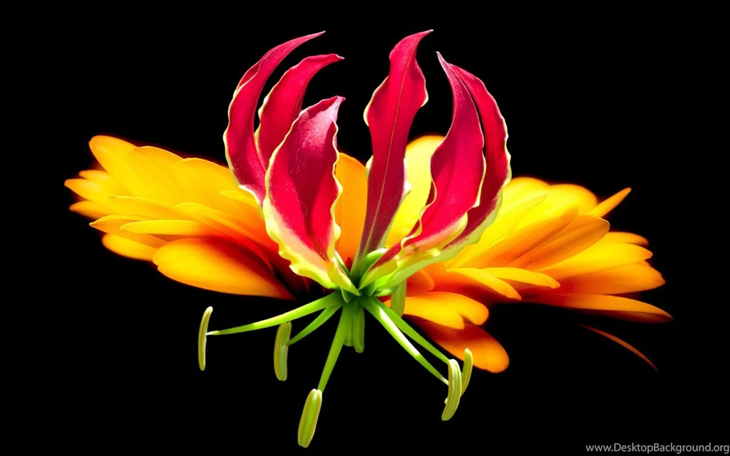 Tropical Flowers Images And Wallpapers Download