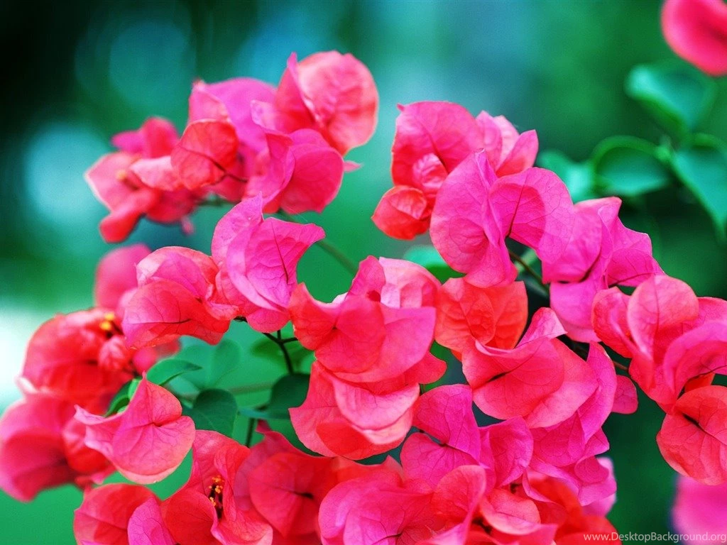 Wallpapers Of The Day: Tropical Flowers