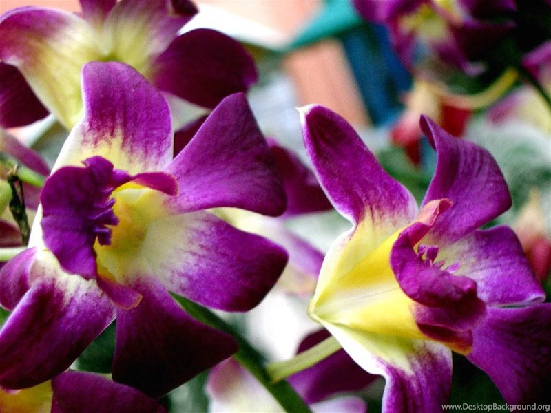 Tropical Flowers On Pinterest
