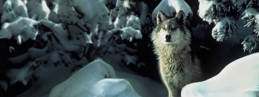 Hd Wallpapers Wolf Attitude Under Animals Wallpapers, Wallpapers ...