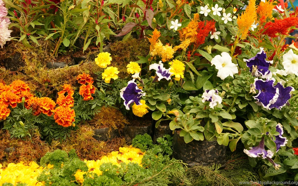 Blossoming Flowers Widescreen Wallpapers