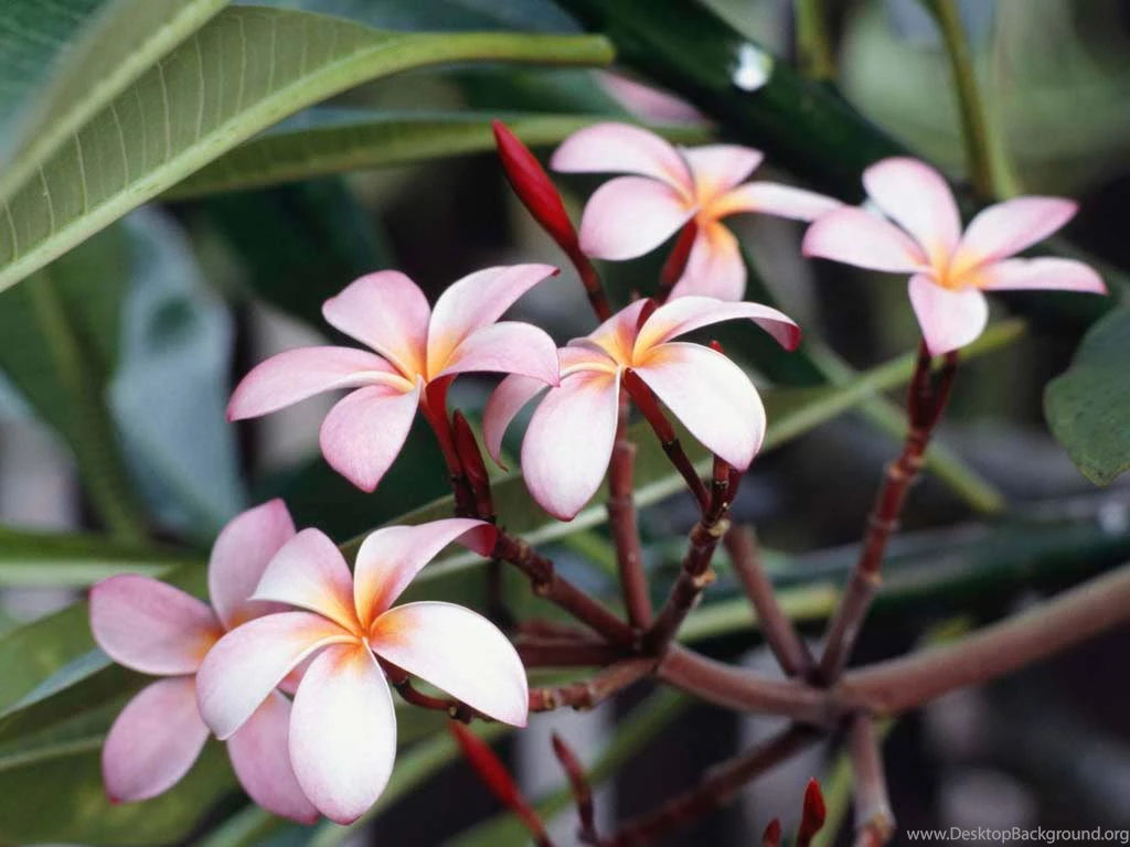 Pictures Of Tropical Flowers All Wallpapers New