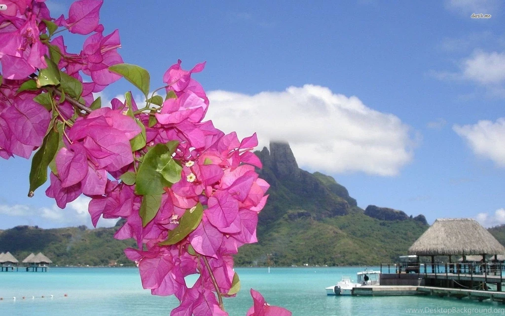 Tropical Beach Flowers Photography Wallpapers