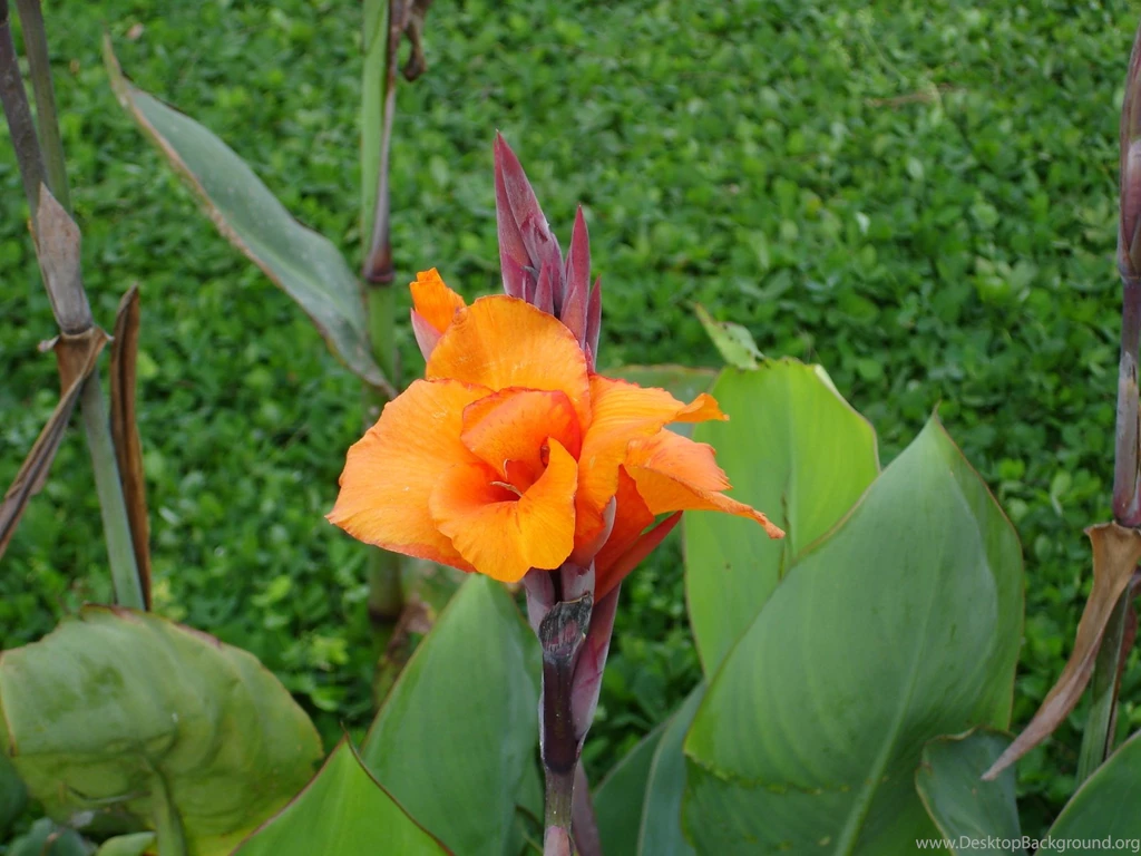 Tropical Flowers Wallpapers