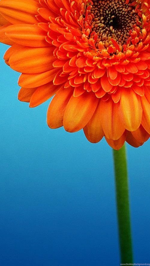 Full HD Stock Nokia Lumia Windows Phone Wallpapers