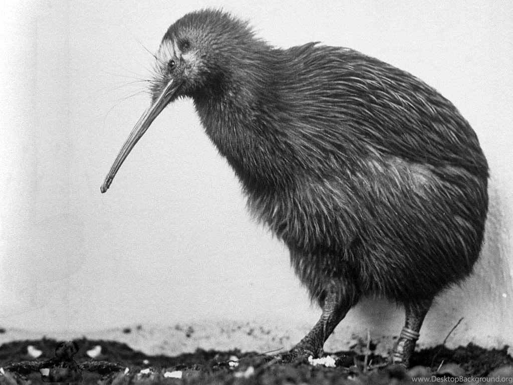 Kiwi Wallpapers Animals Town