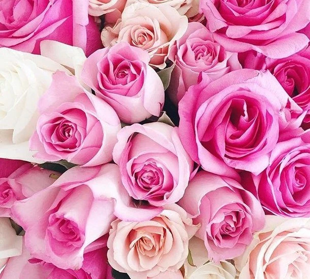 Background, Chanel, Colorful, Dior, Flowers Image
