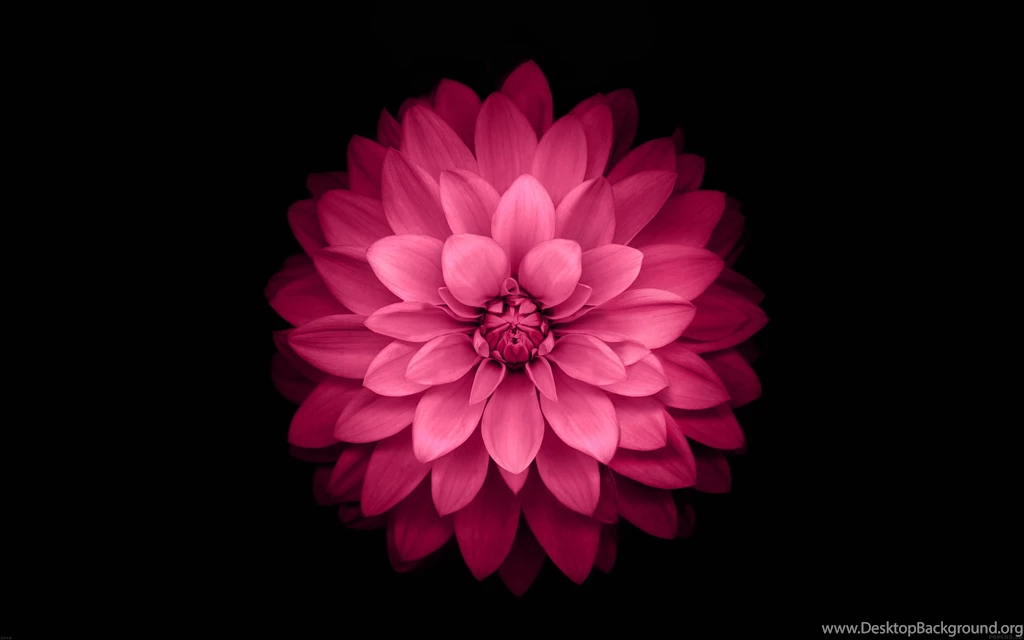 Red Lotus Black Backgrounds Wallpapers