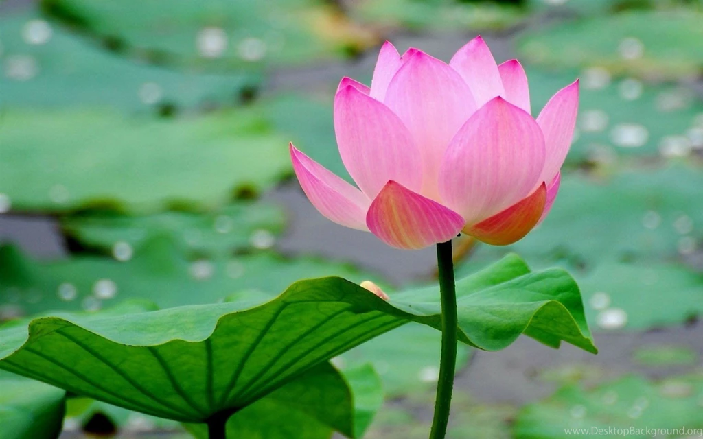 Lotus Wallpapers