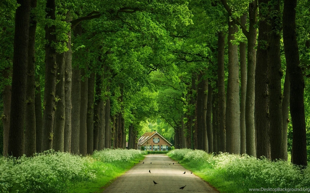 Tree House Way Uhd Wallpapers Ultra High Definition Wallpapers ...