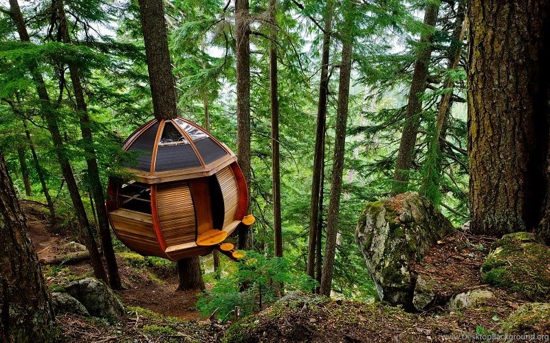 Special Tree House Free Desktop Backgrounds And Wallpapers