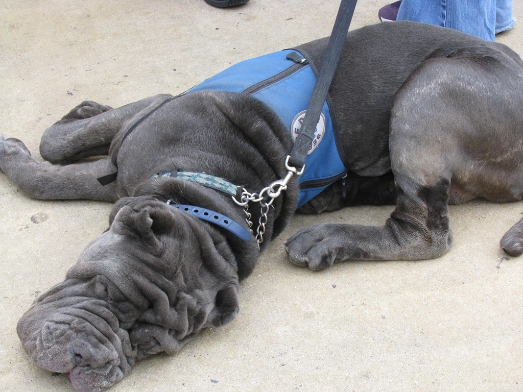 Big Body Dog Mastiff Image Wallpapers