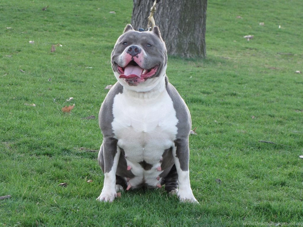 Atypically Trim Photos Of Briard Dogs