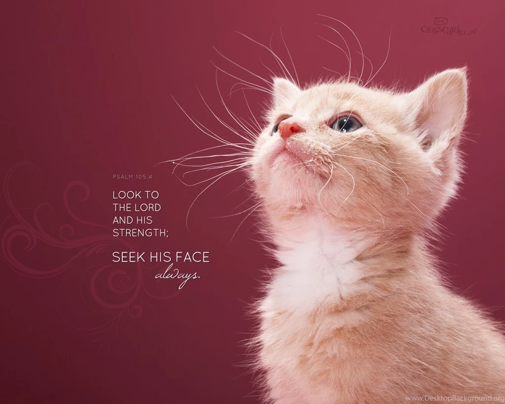 Know The Plans Desktop Wallpapers Free Scripture Verses ...