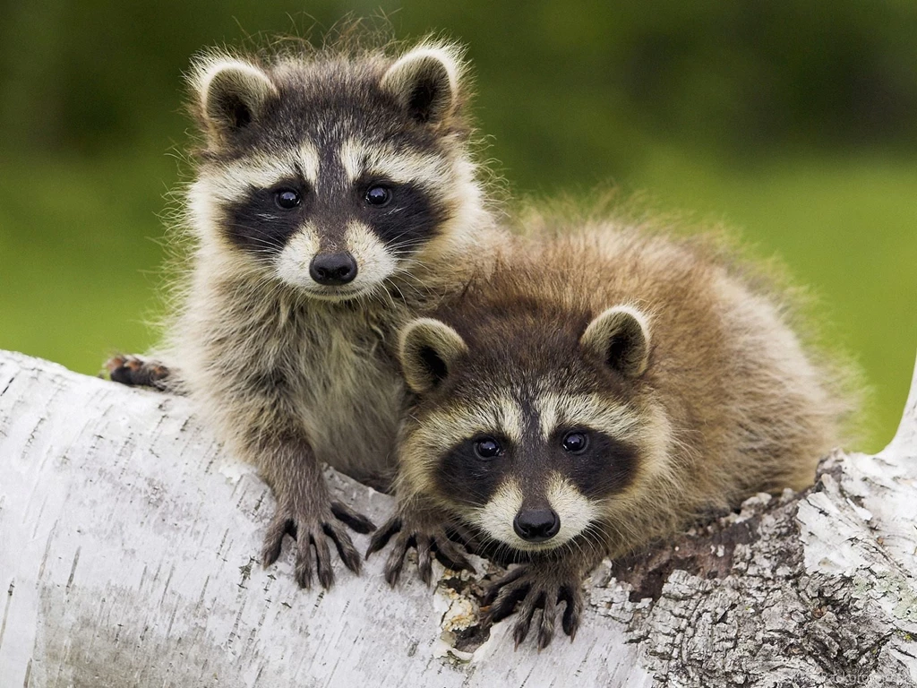 Baby Animals Pictures Collection (48+)