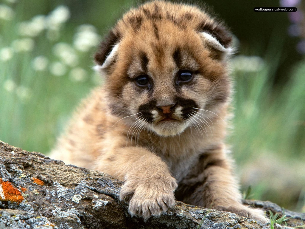 Baby Animal Pictures Wallpapers