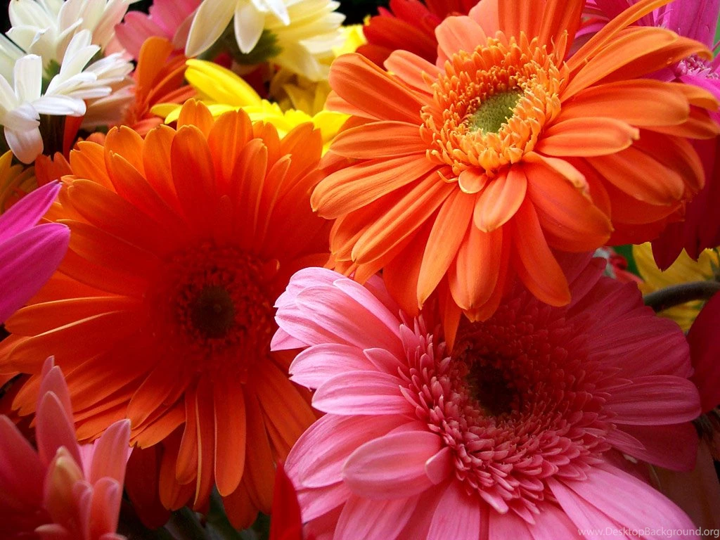 Flowers Wallpapers Hd