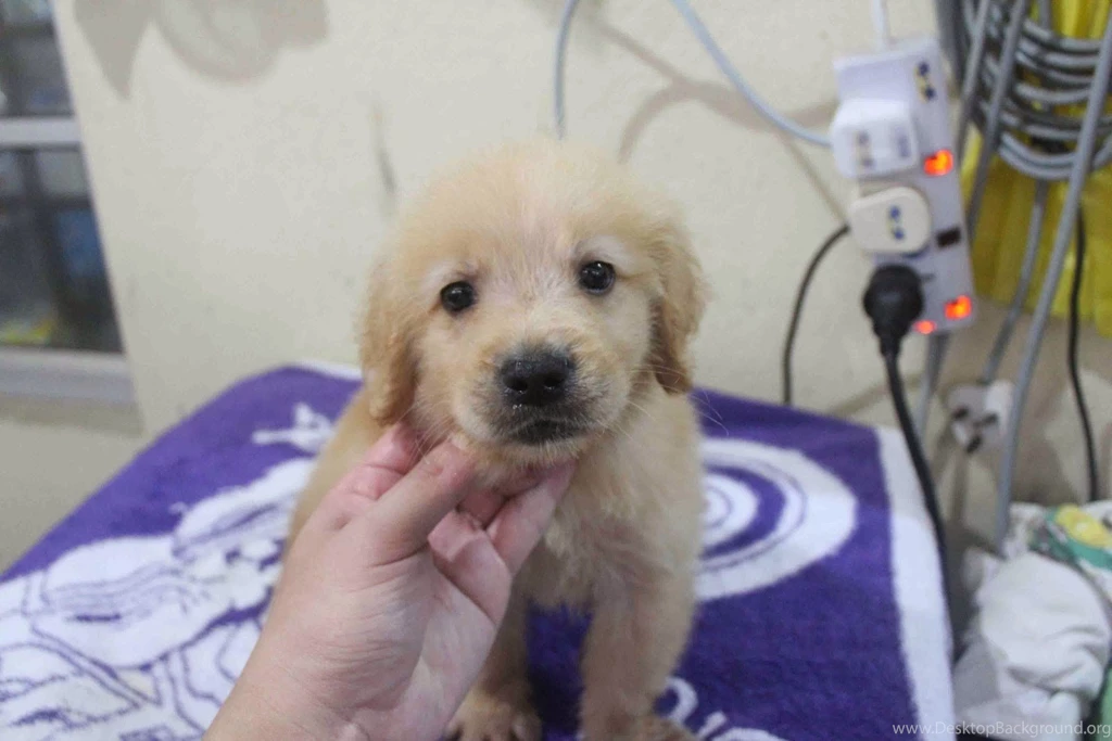 How Much Do Golden Retriever Puppies Cost 8 Wide Wallpapers ...