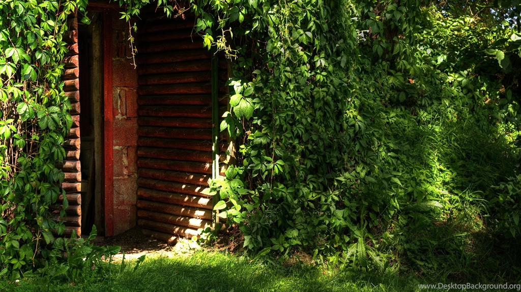 Natural Green Scenes – Green Plants All Over The Red Door ...