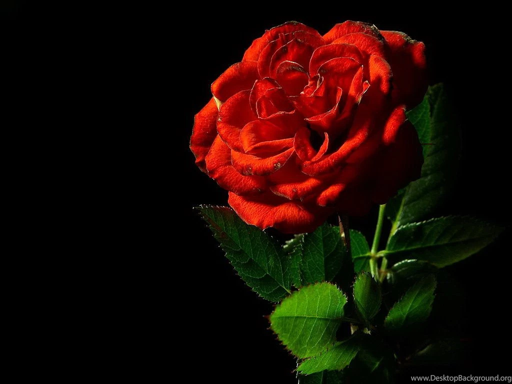 Single Red Rose Black Backgrounds