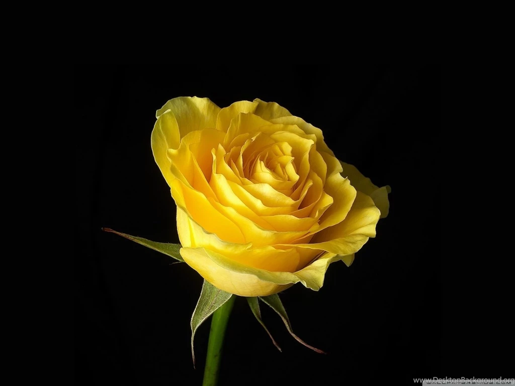Yellow Rose On Black Backgrounds HD Desktop Wallpapers : Widescreen ...