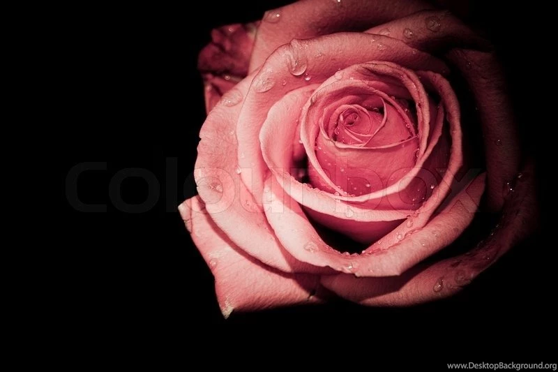 Rose On Black Backgrounds Closeup