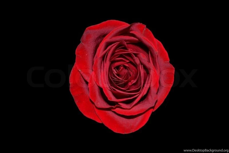 Bright Red Rose On A Black Backgrounds Stock Photo