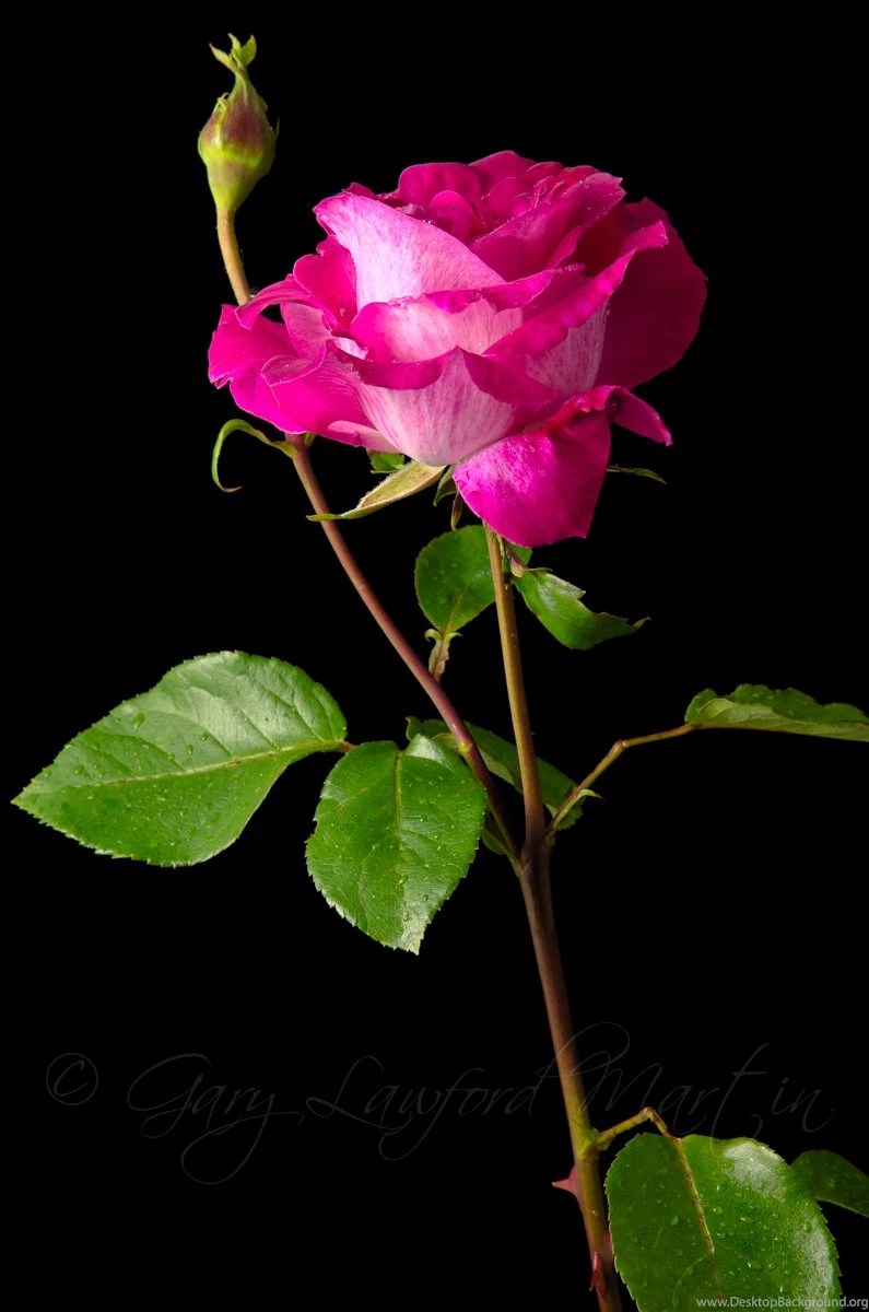 Red Rose Black Backgrounds