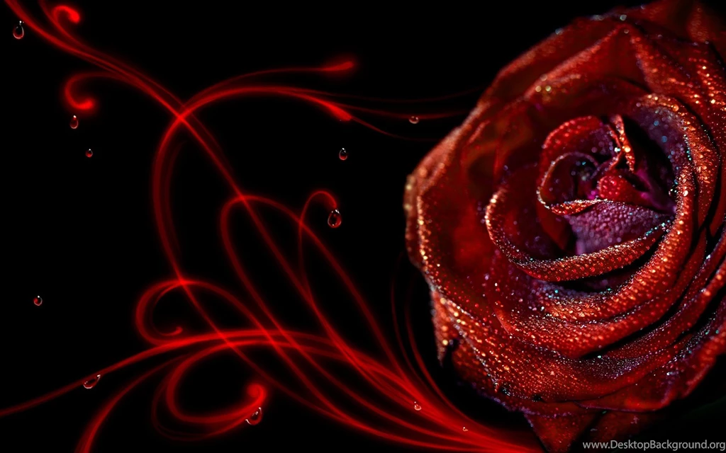 Rose Black Backgrounds