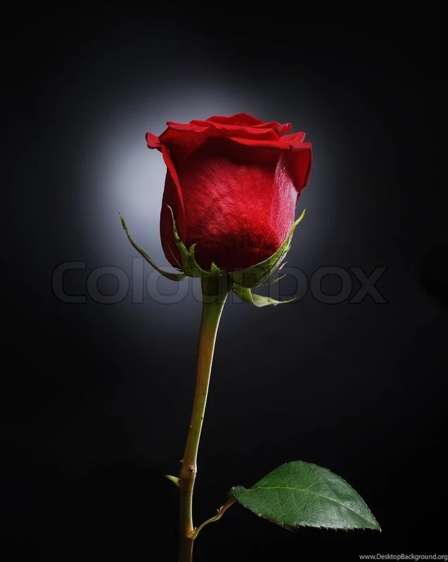 Beautiful Red Rose With Dew Drops On A Black Backgrounds