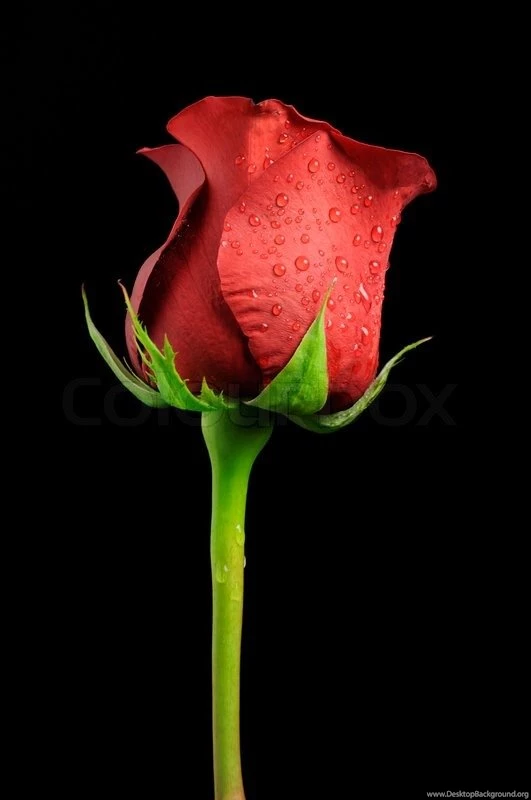 Beautiful Red Rose With Water Drops On Black Backgrounds